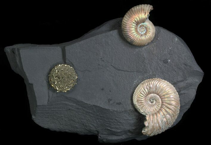 Iridescent Ammonite Fossils Mounted In Shale - x #34583